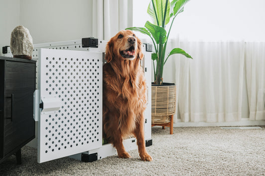 Beyond the Bars: Why High-Quality Dog Crates Are a Worthwhile Investment